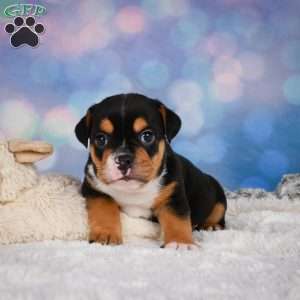 Buddy, Miniature Bulldog Puppy